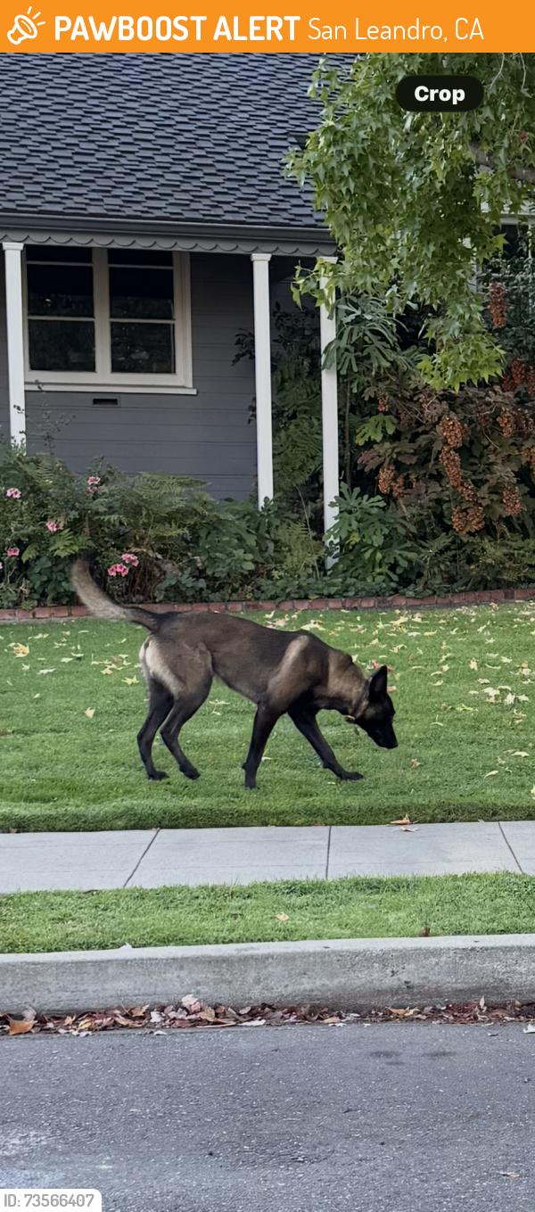 Found/Stray Male Dog last seen Begier, San Leandro, CA 94577