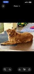 Reunited Female Dog last seen Near 42nd Pl, Hyattsville, MD 20781, USA, Hyattsville, MD 20781