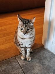 Lost Female Cat last seen Harlow, Essex, Essex, England CM18 6DD