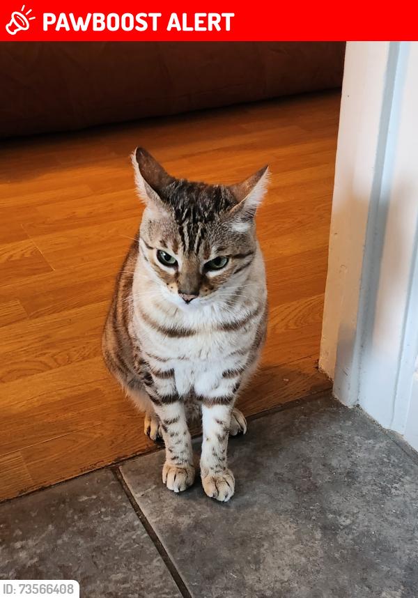 Lost Female Cat last seen Harlow, Essex, Essex, England CM18 6DD