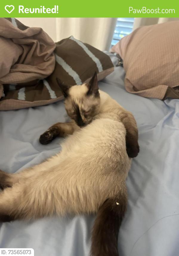 Reunited Female Cat last seen Near central ave, Riverside, CA 92507