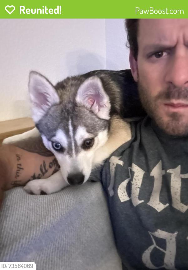 Reunited Male Dog last seen Simpson crossing neighborhood, McKinney, TX 75069