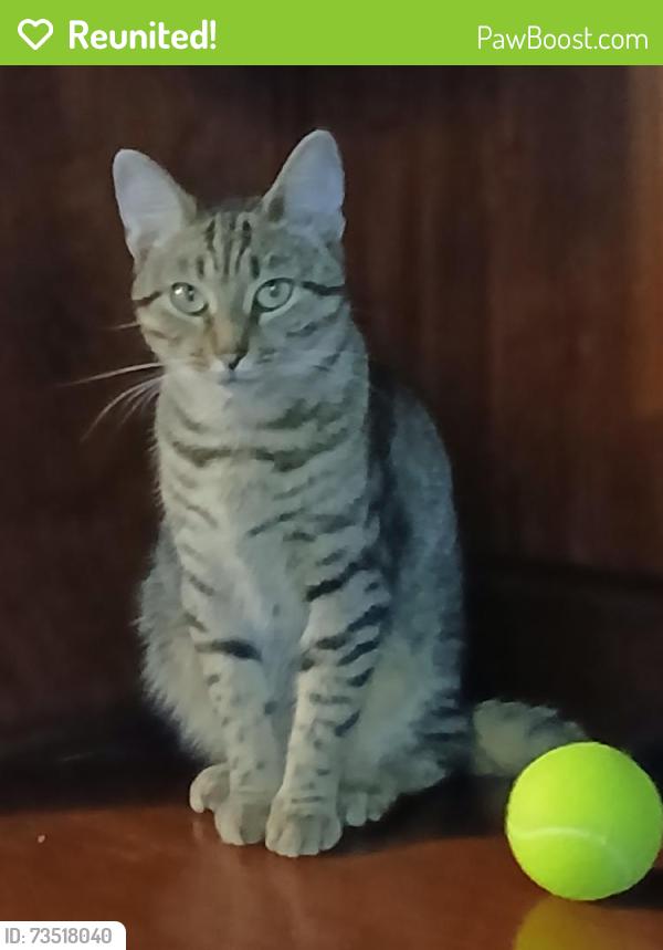 Reunited Female Cat last seen Old Stevens Rd NW, Roanoke, VA 24017, USA, Roanoke, VA 24017