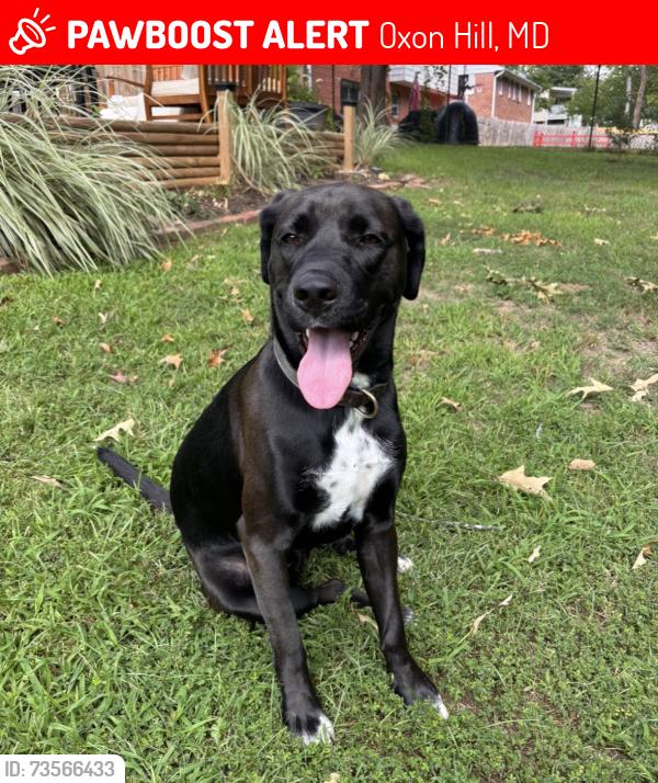 Lost Male Dog last seen Near Owens Rd, Oxon Hill, MD 20745