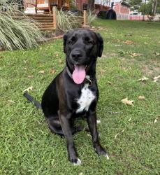 Lost Male Dog last seen Near Owens Rd, Oxon Hill, MD 20745