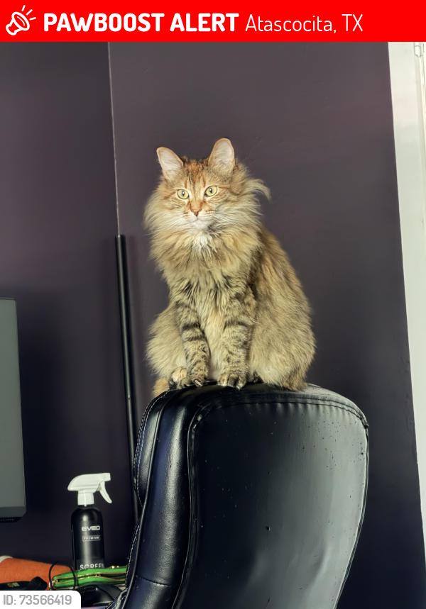 Lost Female Cat last seen Oak Timbers and Mossy Timbers, Atascocita, TX 77346