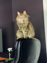 Lost Female Cat last seen Oak Timbers and Mossy Timbers, Atascocita, TX 77346