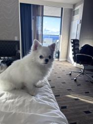 Reunited Female Dog last seen Yale St, Martinez, CA 94553