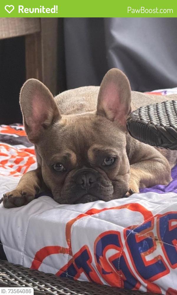 Reunited Male Dog last seen Wilson Bridge Rd, Fountain Inn, SC, USA, Fountain Inn, SC 29644