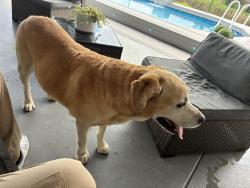 Reunited Male Dog last seen Olympia Heights, Olympia Heights, FL 33165