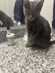 Lost Male Cat last seen Near Marvelous place, Cypress, TX 77433