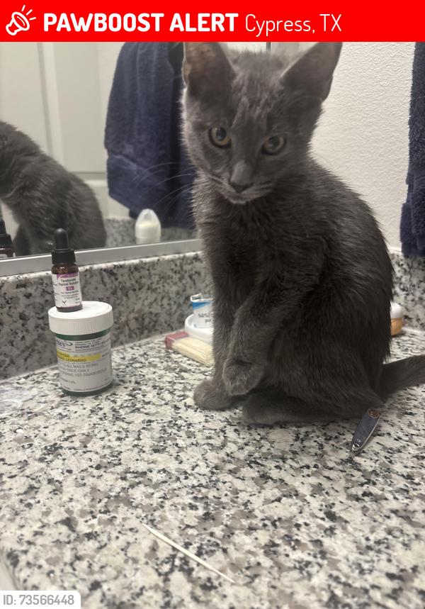 Lost Male Cat last seen Near Marvelous place, Cypress, TX 77433