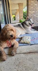 Reunited Unknown Dog last seen Fresno bullard, Fresno, CA 93722