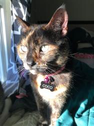 Reunited Female Cat last seen Mission and Domingo, Coolidge Elementary, San Gabriel Cemetery, San Gabriel, CA 91775