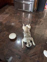 Found/Stray Male Dog last seen Jollibee, Daly City, CA 94014