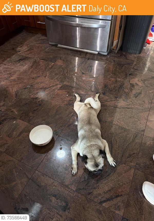 Found/Stray Male Dog last seen Jollibee, Daly City, CA 94014