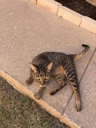 Reunited Unknown Cat last seen Montclair ln, Lewisville, TX 75067