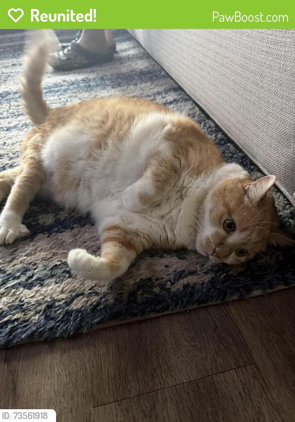 Reunited Female Cat last seen Vicksburg lane, Temple, TX 76504