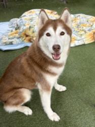 Shelter Stray Female Dog last seen , 11361 W Pico Blvd, Los Angeles, CA 90064, USA