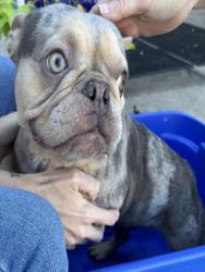Shelter Stray Female Dog last seen CONFINED ON FARADAY, 2600 NE Perry Ave, Peoria, IL 61603, USA