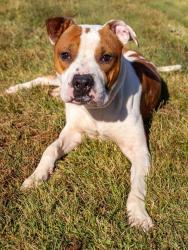 Shelter Stray Male Dog last seen CANE RUN ROAD AND LOWER HUNTERS TRACE, 3528 Newburg Rd, Louisville, KY 40218, USA