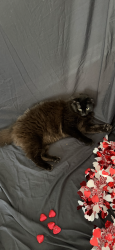 Lost Male Cat last seen Twin maples farm, Gravenhurst, ON P0E 1G0