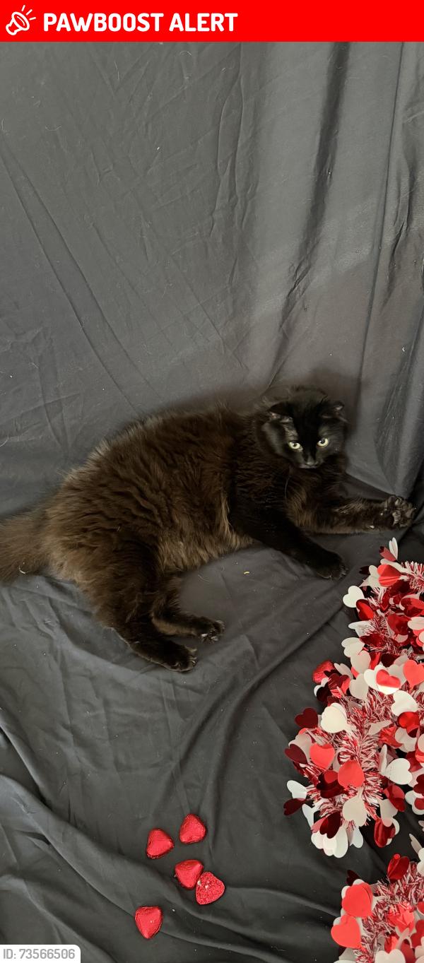 Lost Male Cat last seen Twin maples farm, Gravenhurst, ON P0E 1G0