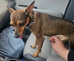Lost Female Dog last seen Riverside Ave. and Foothill Blvd. Rialto., Rialto, CA 92376