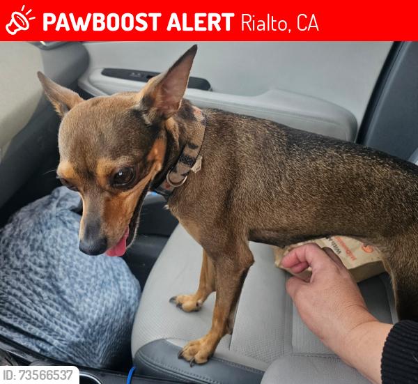 Lost Female Dog last seen Riverside Ave. and Foothill Blvd. Rialto., Rialto, CA 92376