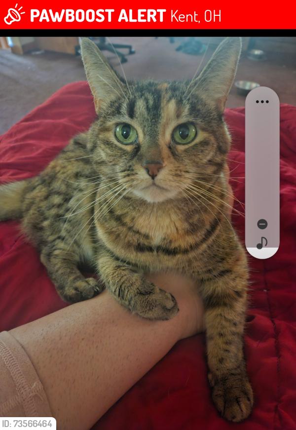 Lost Female Cat last seen I live back on the woods. Sherman road is almost directly across the end of the drive way. Woods in the back can lead to Whispering Woods or back yards on 18 toward circle k or ranfield road, Kent, OH 44240