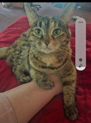 Lost Female Cat last seen I live back on the woods. Sherman road is almost directly across the end of the drive way. Woods in the back can lead to Whispering Woods or back yards on 18 toward circle k or ranfield road, Kent, OH 44240