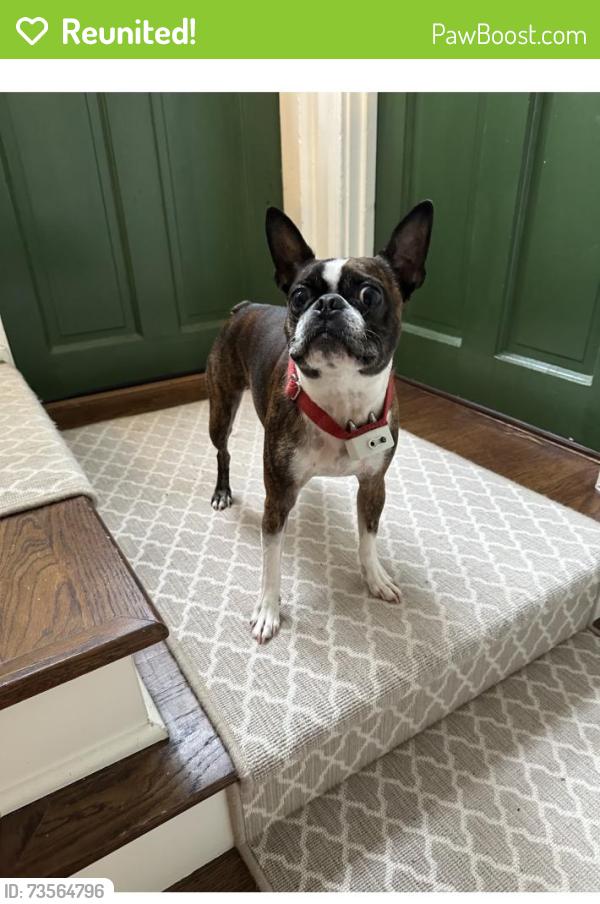 Reunited Male Dog last seen West Wesley and westover, Atlanta, GA 30305
