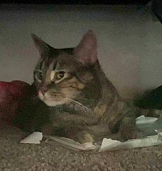 Reunited Female Cat last seen Near Mistywood Lane near Allen Heghts in Allen, Allen, TX 75002