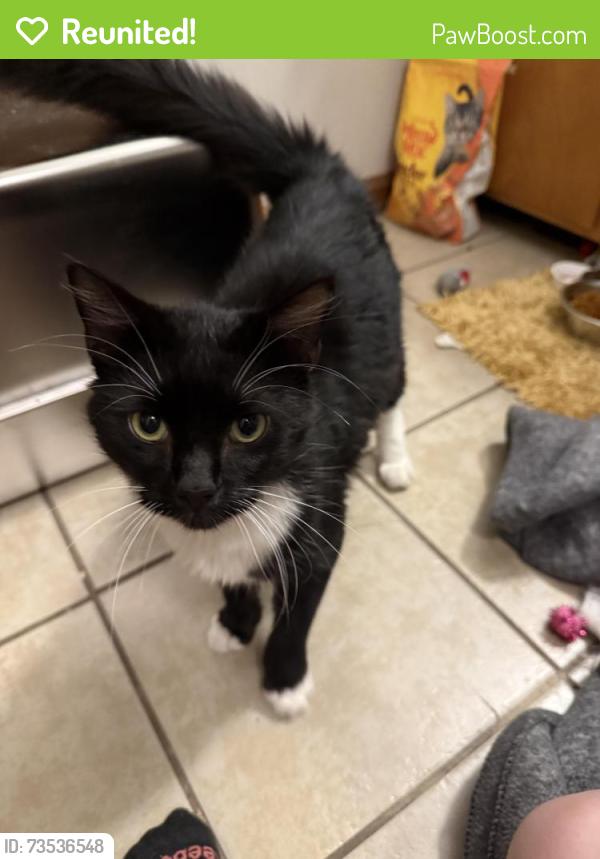 Reunited Male Cat last seen West End Vans, East Ridge, TN 37412