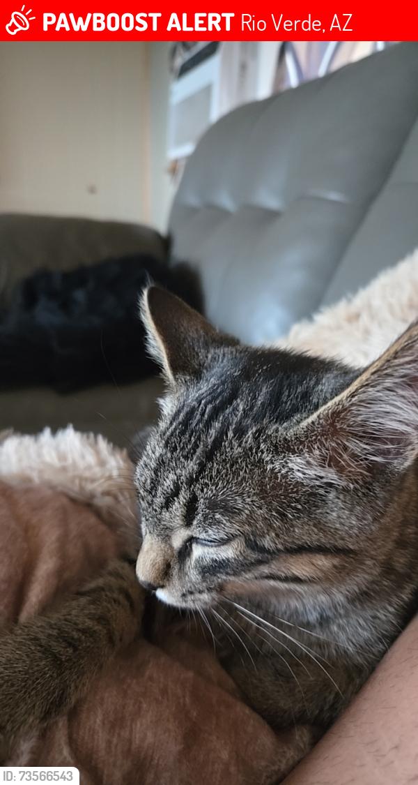 Lost Male Cat last seen 168th and dynamite, Rio Verde, AZ 85263