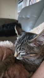 Lost Male Cat last seen 168th and dynamite, Rio Verde, AZ 85263