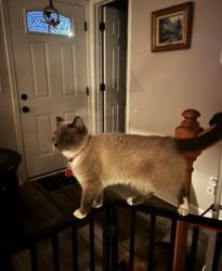 Lost Female Cat last seen Hutchinson Road, Cumming, GA 30040