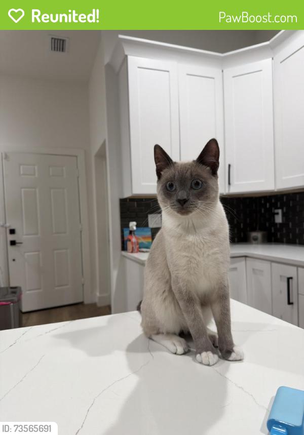 Reunited Male Cat last seen Chestnut St, Tampa, FL 33607, USA, Tampa, FL 33607