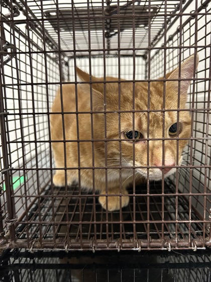 Shelter Stray Male Cat last seen Near Johnson Rd, Knox County ASO, TN, 3201 Division St, Knoxville, TN 37919, USA
