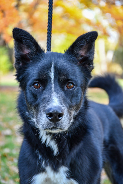 Shelter Stray Male Dog last seen Near Block E Yakima Ave, City of Yakima, WA, 2405 W Birchfield Rd, Yakima, WA 98901, USA