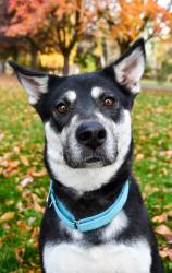 Shelter Stray Female Dog last seen County 9810 US Hwy 12, Yakima County,, 2405 W Birchfield Rd, Yakima, WA 98901, USA
