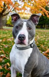 Shelter Stray Male Dog last seen Moxee Hop farm, Yakima County, WA, 2405 W Birchfield Rd, Yakima, WA 98901, USA