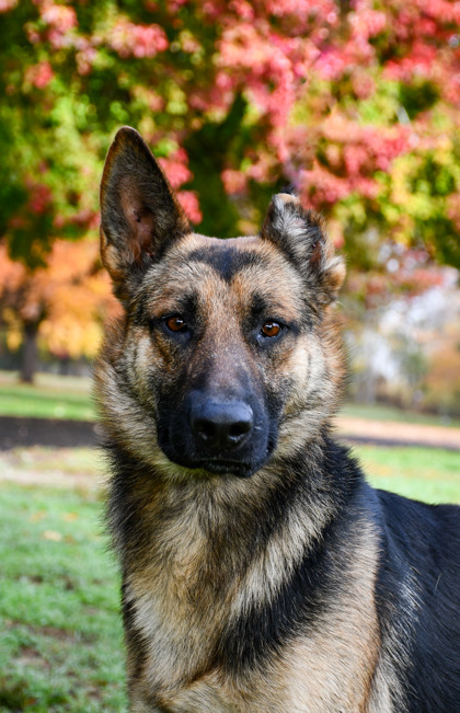 Shelter Stray Male Dog last seen Near block W 1st ave, Toppenish,, 2405 W Birchfield Rd, Yakima, WA 98901, USA