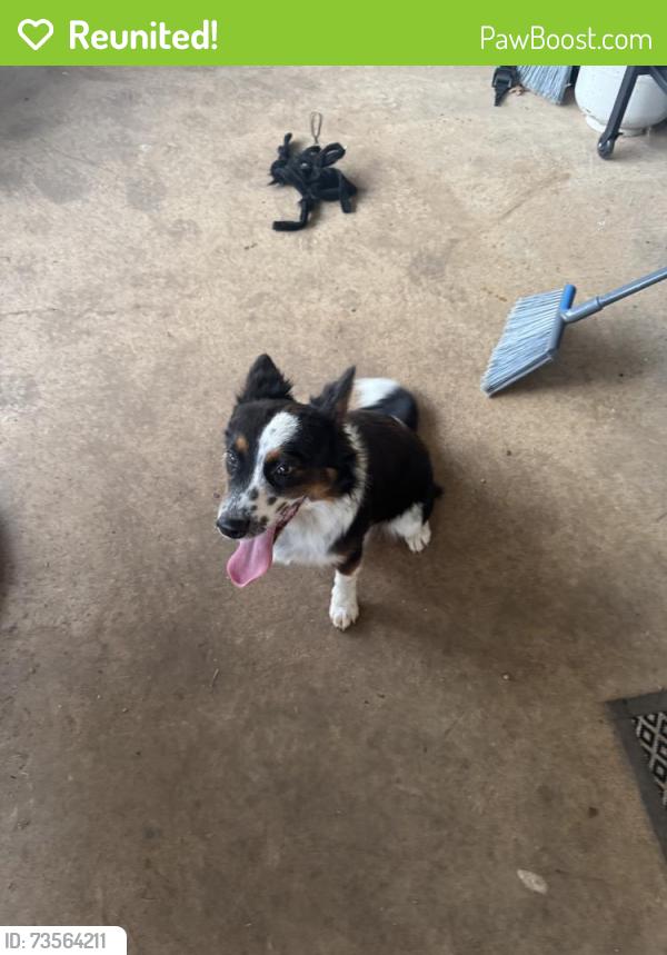 Reunited Female Dog last seen Near FM2153, Aubrey, TX 76227, USA, Aubrey, TX 76227