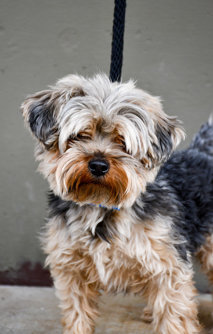 Shelter Stray Male Dog last seen Valley Mall and 3rd Ave, Union Gap,, 2405 W Birchfield Rd, Yakima, WA 98901, USA