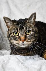 Shelter Stray Female Cat last seen Near S 16th Ave, City of Yakima,, 2405 W Birchfield Rd, Yakima, WA 98901, USA
