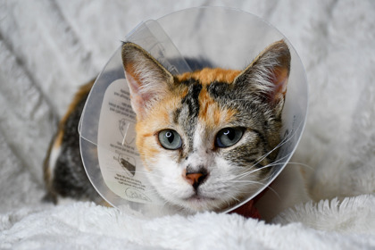 Shelter Stray Female Cat last seen Quince St, City of Yakima, WA, 2405 W Birchfield Rd, Yakima, WA 98901, USA