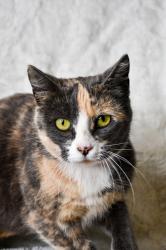 Shelter Stray Female Cat last seen Esperanza Way in Grandview, Grandview, WA, 2405 W Birchfield Rd, Yakima, WA 98901, USA
