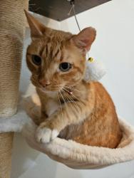 Reunited Male Cat last seen Near Lexingdale Dr, Orlando, FL 32828, USA, Orlando, FL 32828