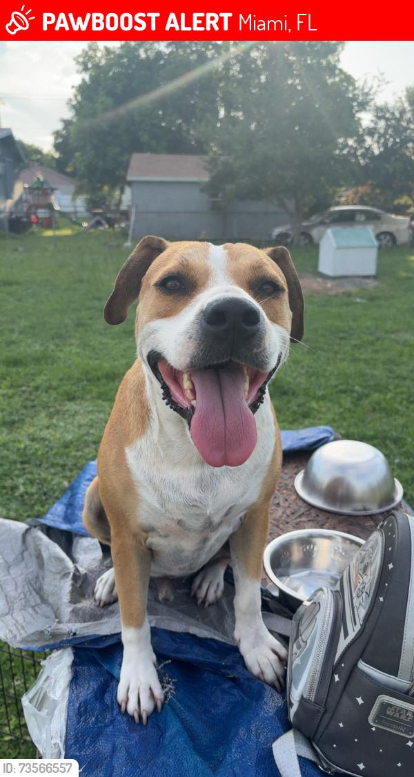 Lost Male Dog last seen 62st Street, Miami, FL 33147